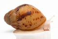 Archachatina marginata ovum typ 1 albino body juvenil